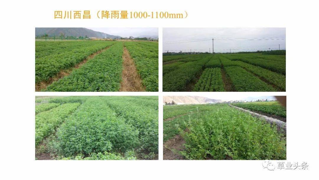  帕德博恩主场草皮升级，采用混合技术提升质量  